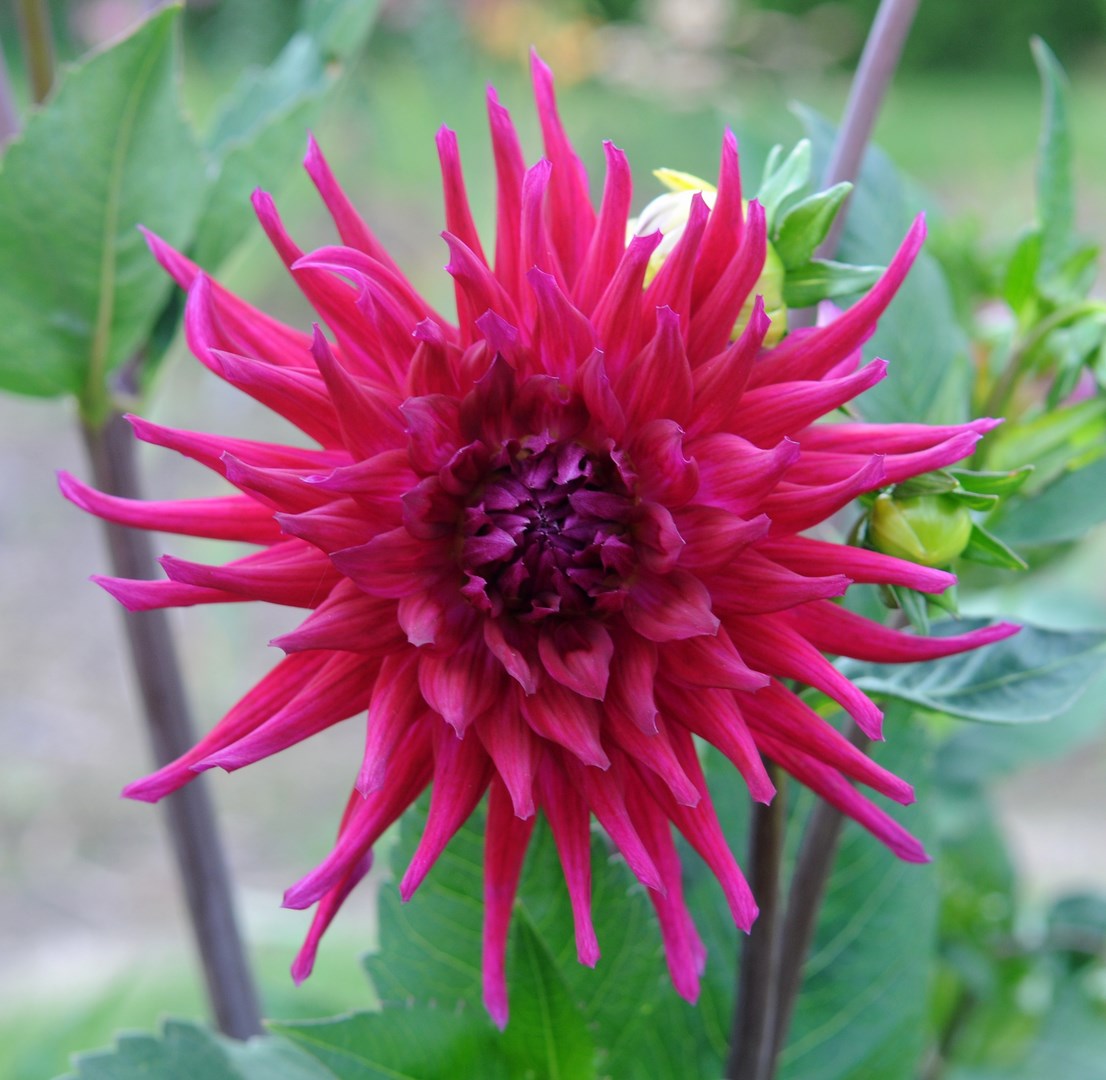 Photogallery of dahlias /// Fotogalerie jiřin :: Kosatce-petr-smida